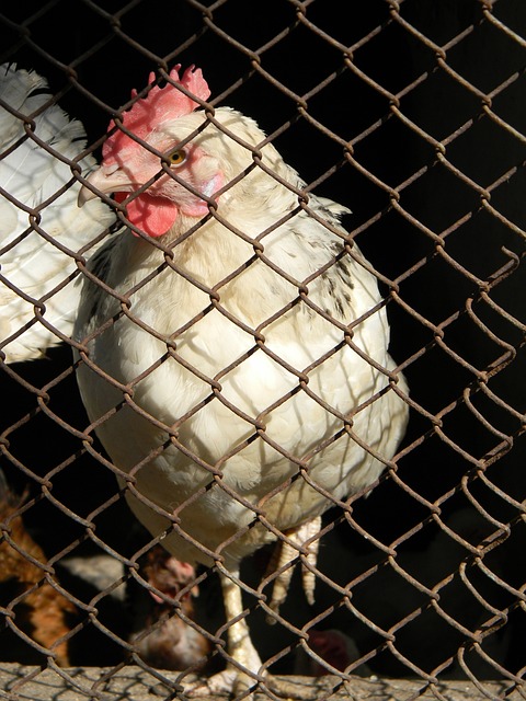 和強大的領 和強大的領